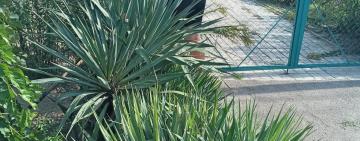 160 квітів лише біля храму: в селі на Одещині молодь допомогла озеленити  населений пункт